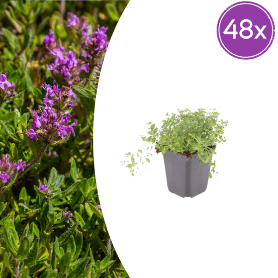 Lot de 48 - thymus serpyllum - h10-25 cm