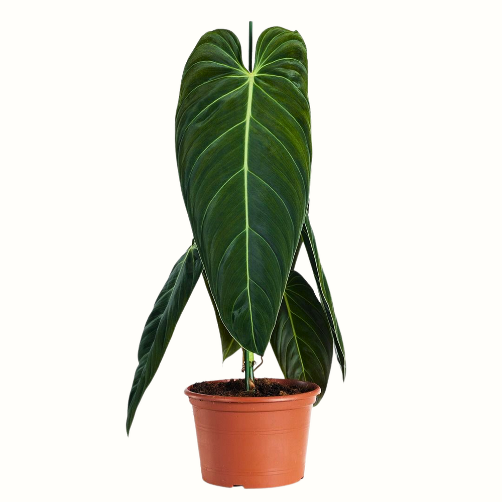 Philodendron melanochrysum - 35cm