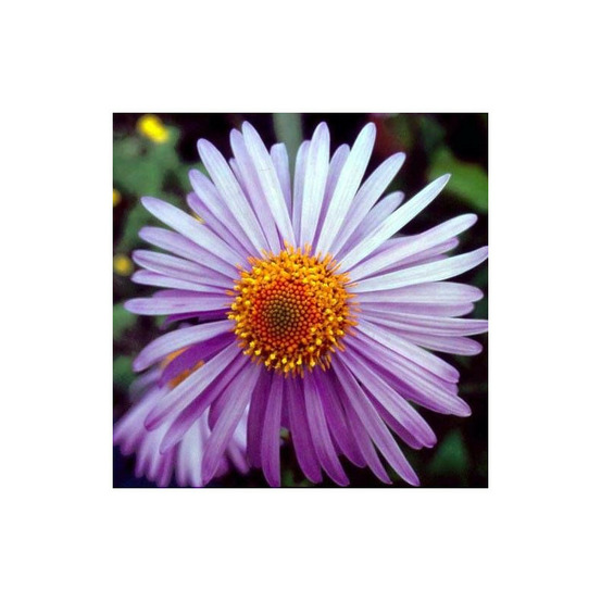Aster de printemps berggarten godet - 5/20 cm