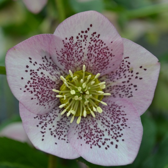 Hellébore orientale 'pink spotted' pot de 2l/3l