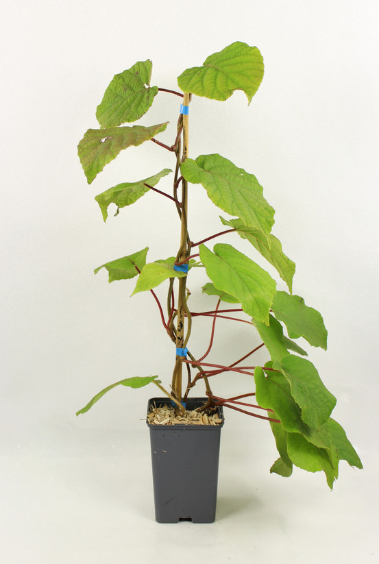 Kiwi male tomuri pot 1,3 l