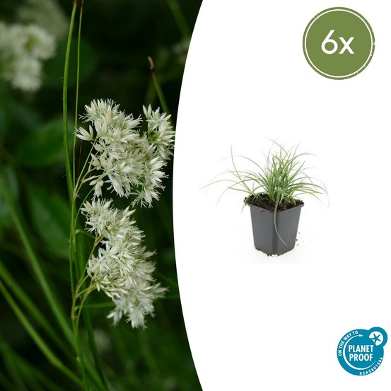 Luzule blanche x6 – entre 0,38 et 0,5m2