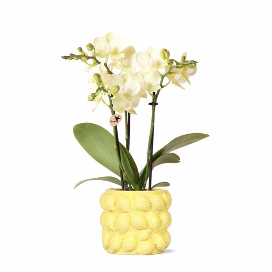 Orchidée phalaenopsis jaune et son pot jaune - hauteur 35cm