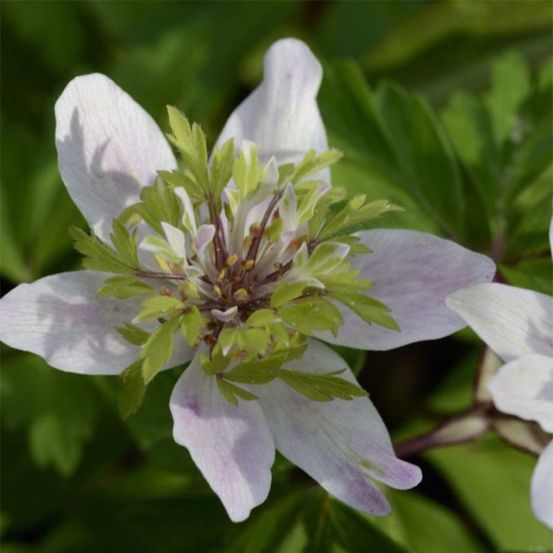 Anémone des bois, anémone sylvie 'green fingers' bulbe calibre i