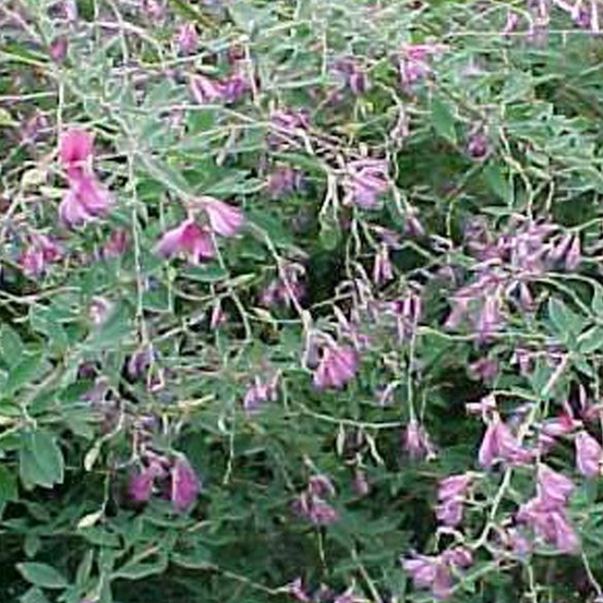 2 x lespedeza thunbergii - lespedeza thunbergii - 30-40 cm pot