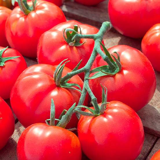 Plant de tomate ronde rose de berne pot 0,5 l