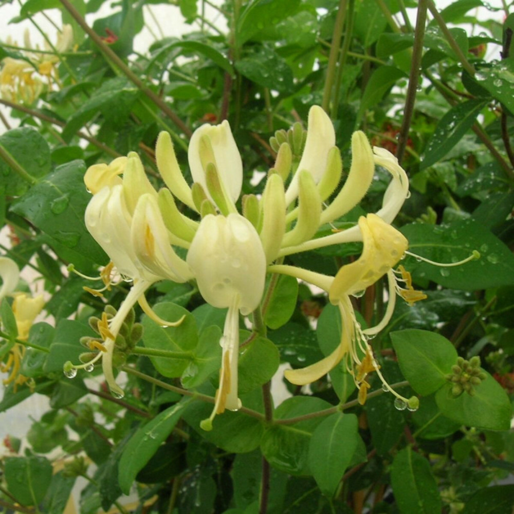 Chèvrefeuille scentsation® godet - 5/10 cm