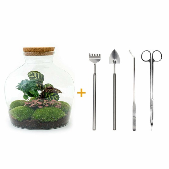 Kit terrarium diy - joy calathea + caféier + fittonia rouge - rateau + pelle + pince + ciseaux