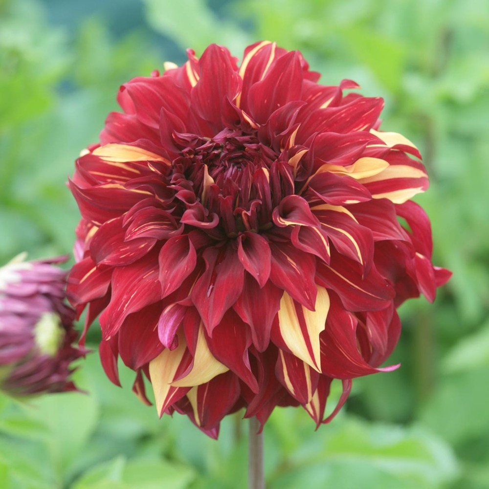 Dahlia géant décoratif 'bohemian spartacus' bulbe calibre i
