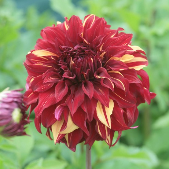 Dahlia géant décoratif 'bohemian spartacus' bulbe calibre i