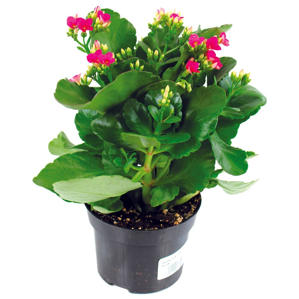 Kalanchoe pot 10,5 cm orange
