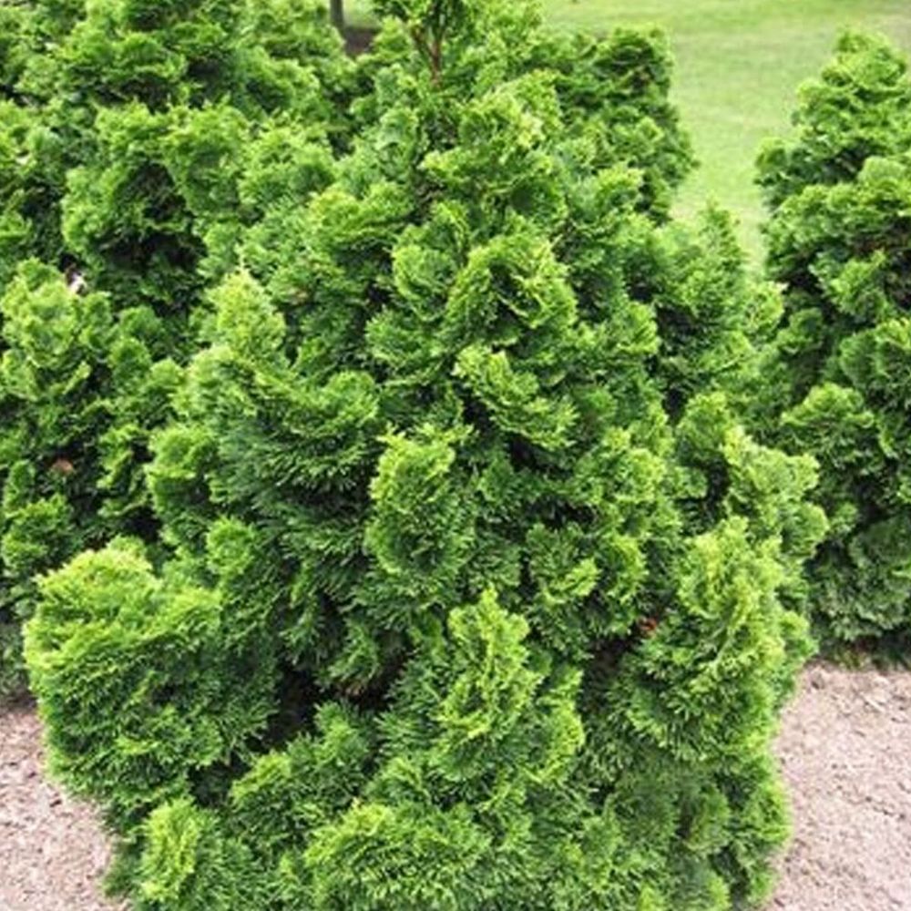 Genévrier mint julep, juniperus pot de 3l - 30/40 cm