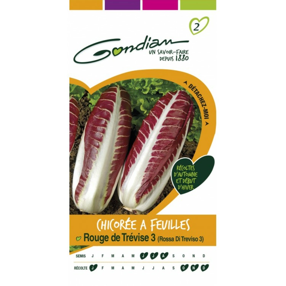 Chicorée a feuilles rouge de trévise 3