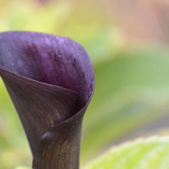 Bulbe d'arum forêt noire sachet de 1 bulbe