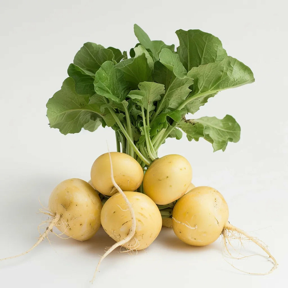 300 graines de radis rond jaune - semisauvage permaculture