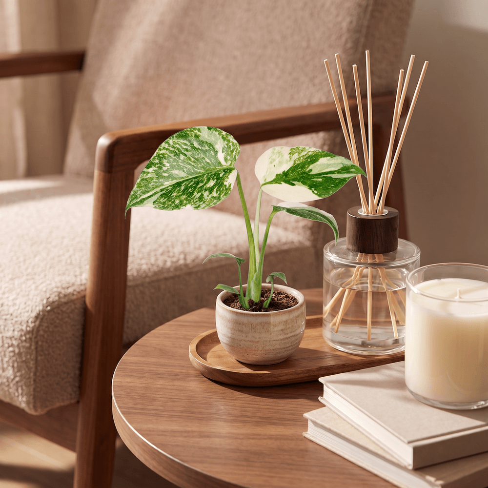 Monstera crème brûlée - monstera panachée - pot de 6cm - hauteur 14cm - plantes d'intérieur