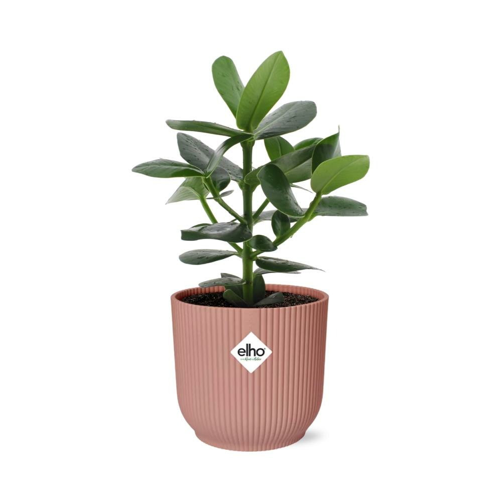 Clusia princess 14cm rose