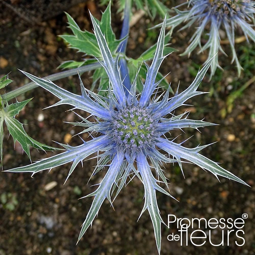 Panicaut, chardon 'violetta' godet de 8/9 cm