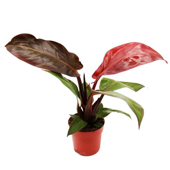 Philodendron imperial red - ami arbre rouge - pot 12cm