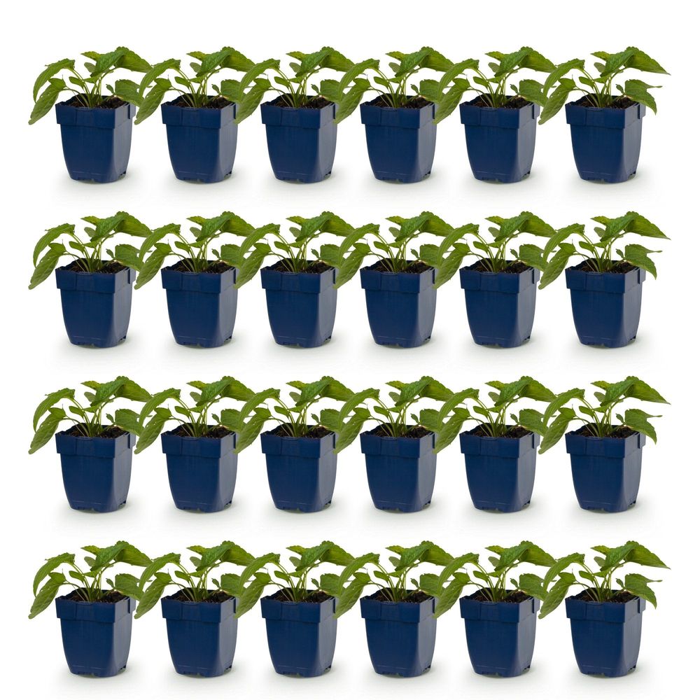 Rudbeckie 'goldsturm' - lot de 24 - pot 11 cm - hauteur 25 cm - plante d'extérieur