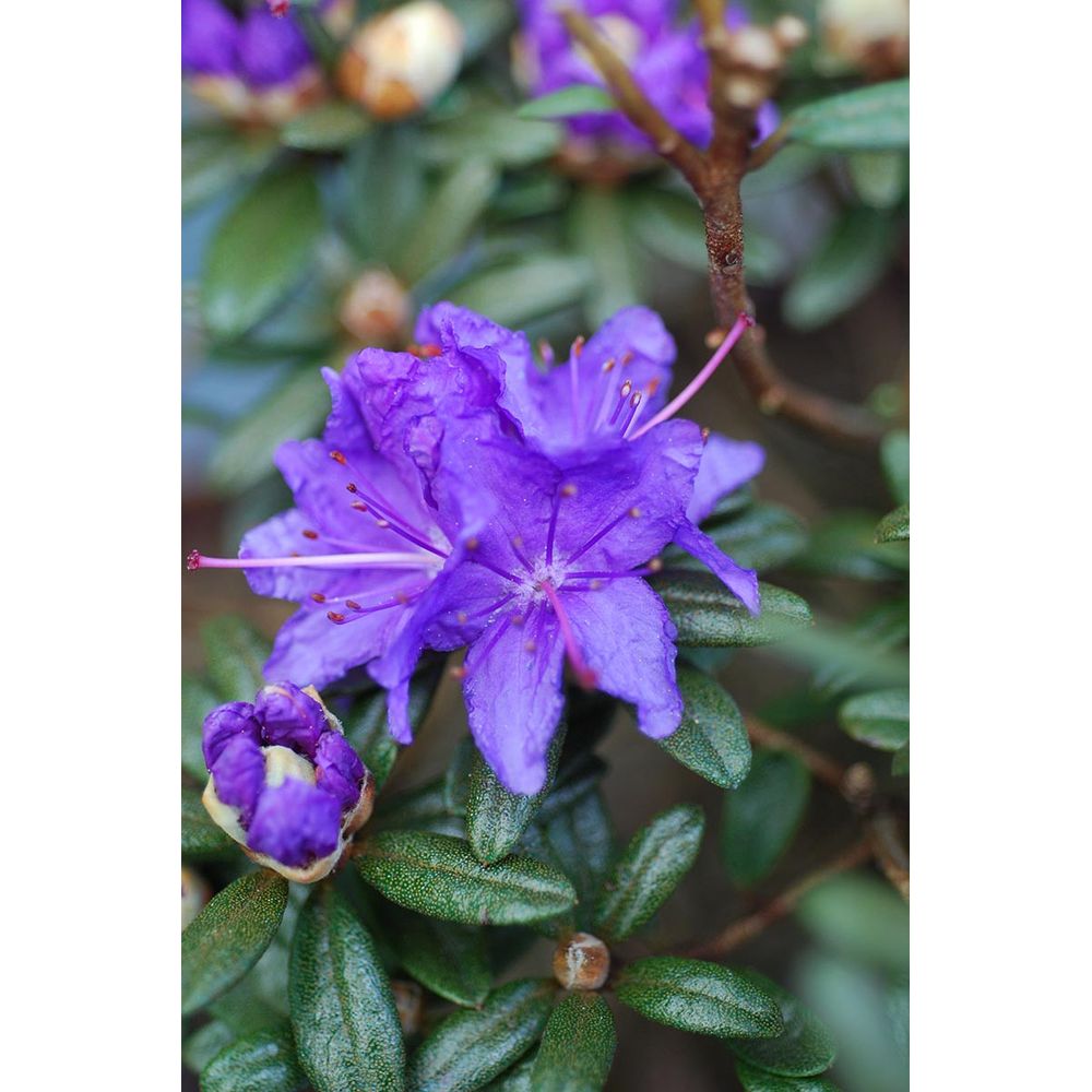 Rhododendron 'azurro' - en pot de 4 litres