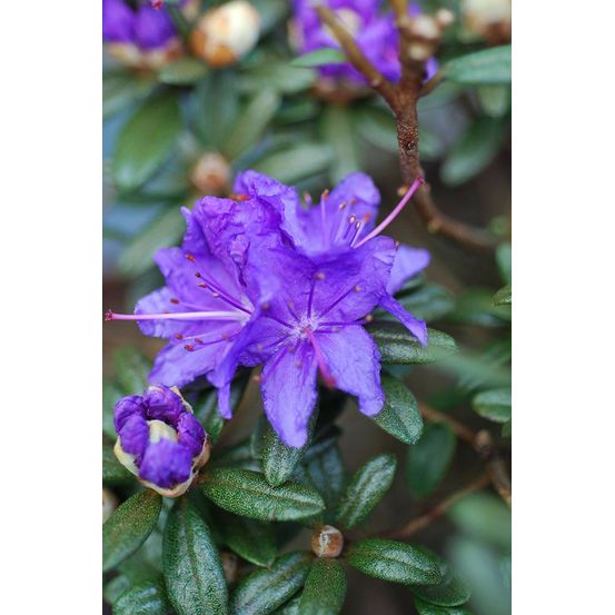 Rhododendron 'azurro' - en pot de 4 litres