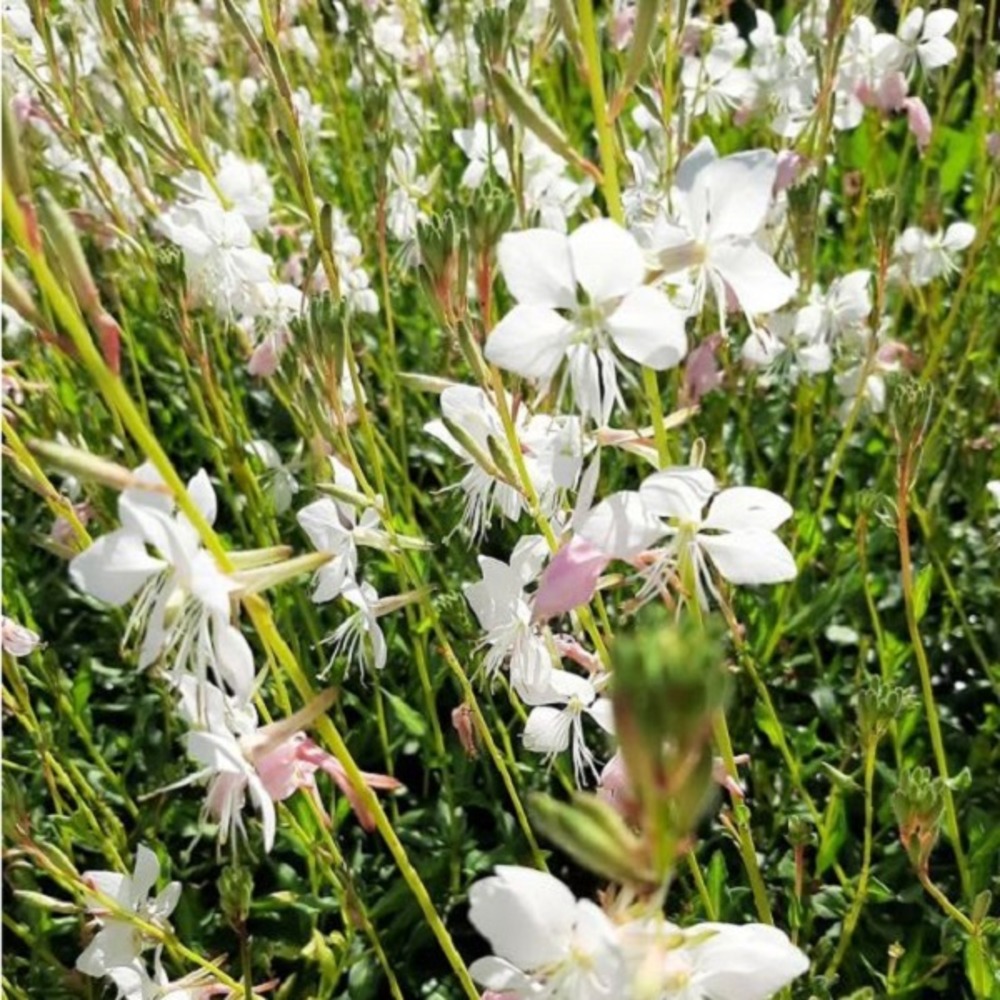 6 x gaura lindheimeri 'madonna' - gaura lindheimeri 'madonna' - godet 9cm x 9cm
