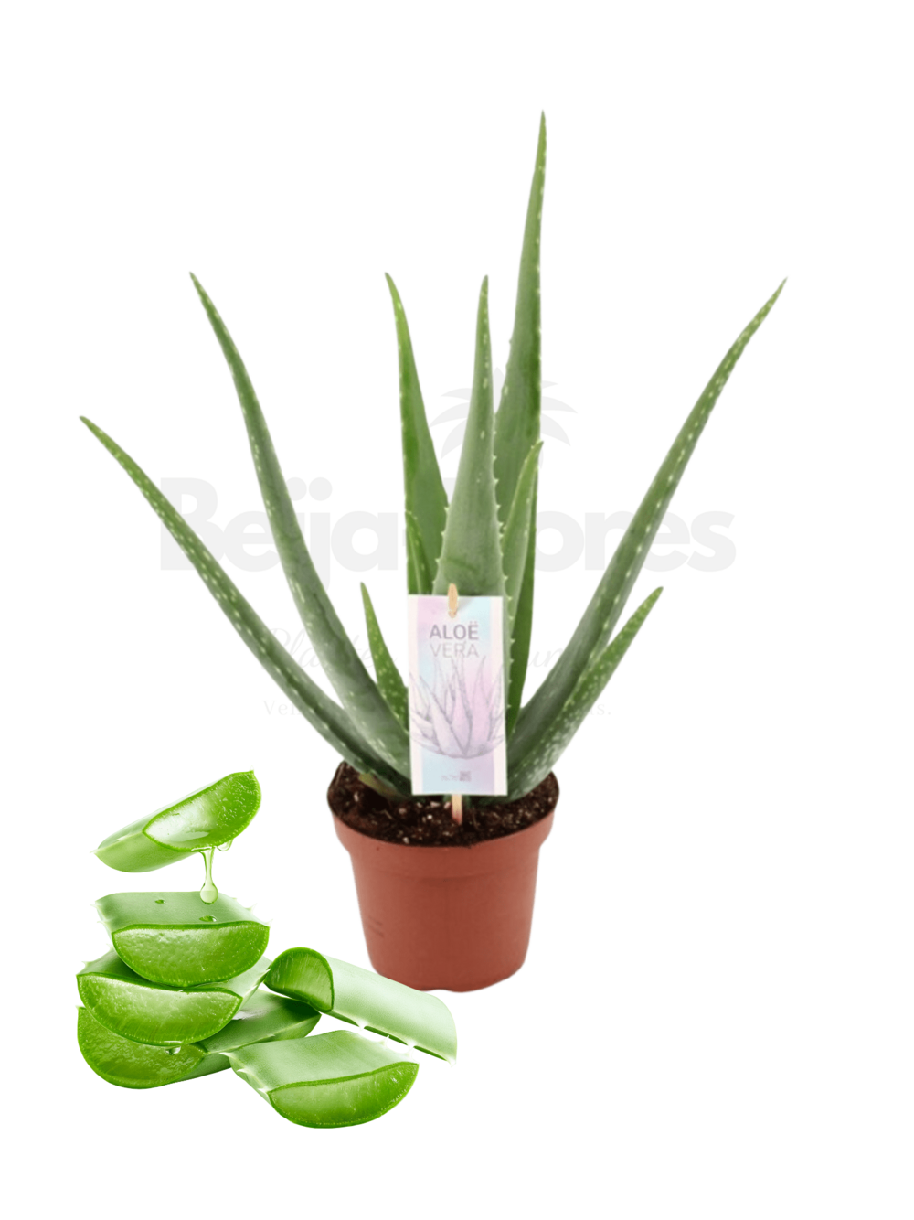 hämorrhoiden aloe vera gel Hämorrhoiden Salbe – 50 ml Hämorrhoiden Gel main image 0