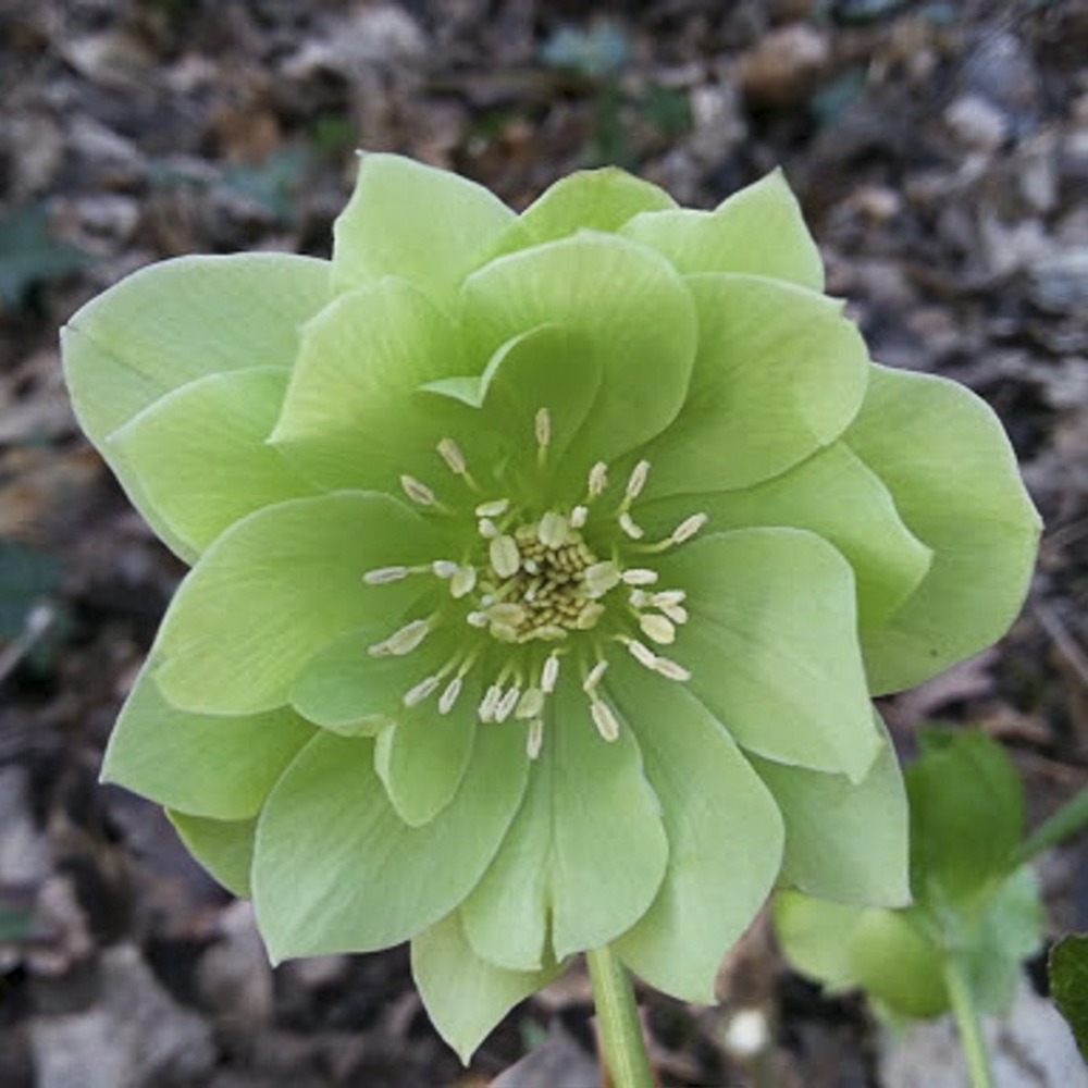Hellébore 'double green' pot de 2l/3l