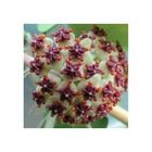 Hoya kerrii albomarginata feuille en forme de coeur (fleur de porcelaine, fleur de cire) pot de 2 litres - 20/40 cm