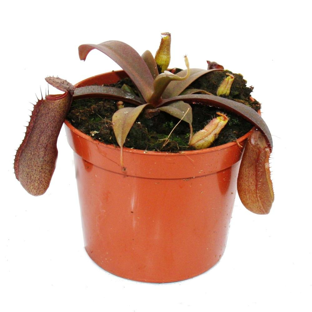 Sarracénie à feuilles rouges - népenthes - 9cm