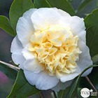 Camellia 'jury's yellow ': 15l (blanc et jaune crème)
