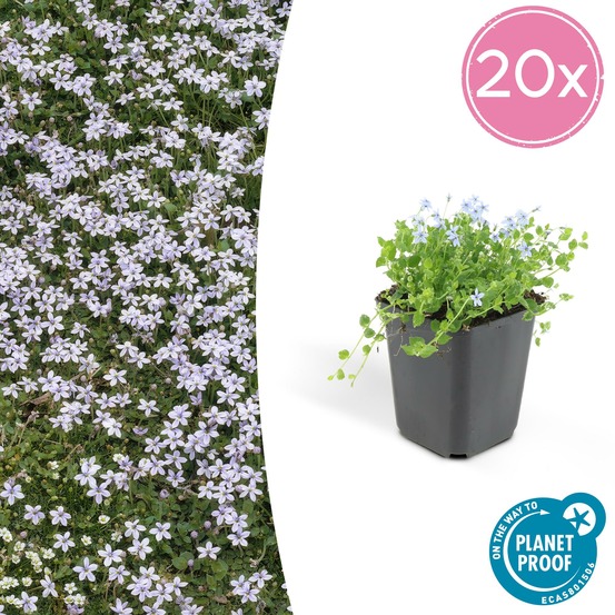 Isotoma fluviatilis x20 – entre 1,25 et 1,67m2