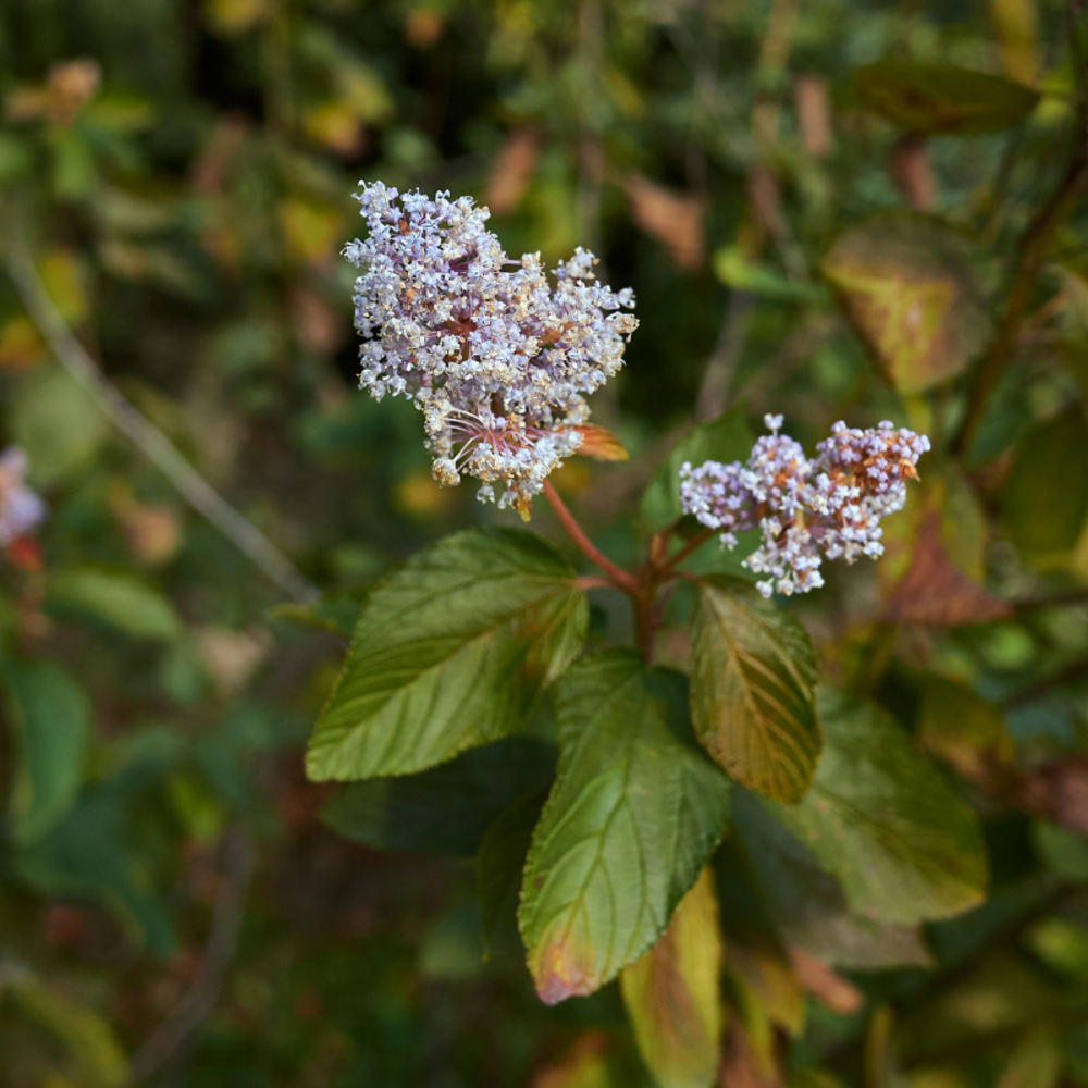 Céanothe spring party pyramide - ceanothus spring party pyramide 80/90 cm pot 17cm