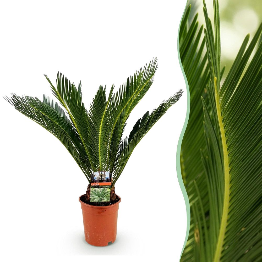 Cycas revoluta - palmier - pot de 17 cm - hauteur 55-65 cm - 1 plante - plante d'extérieur