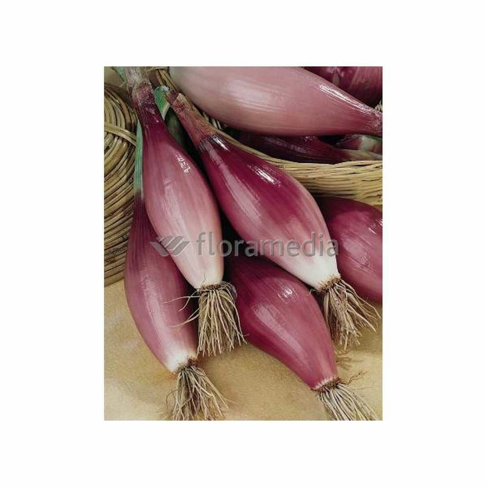 Graines d'oignon rouge long doux de florence