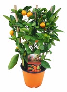 Citrus calamondin sur support - mini mandarin - arbre à agrumes - plante d'intérieur - pot 14cm - hauteur 25-40cm
