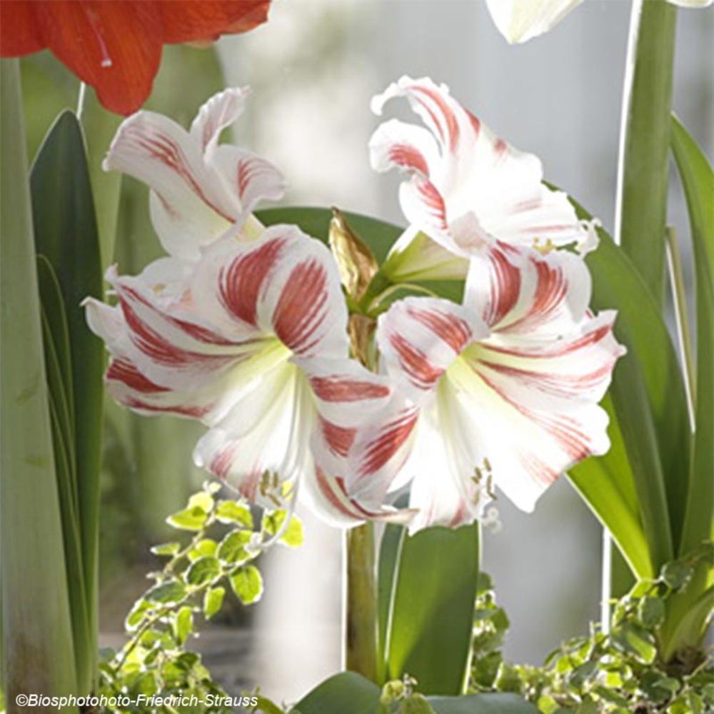 Amaryllis 'flaming striped' bulbe calibre 40+