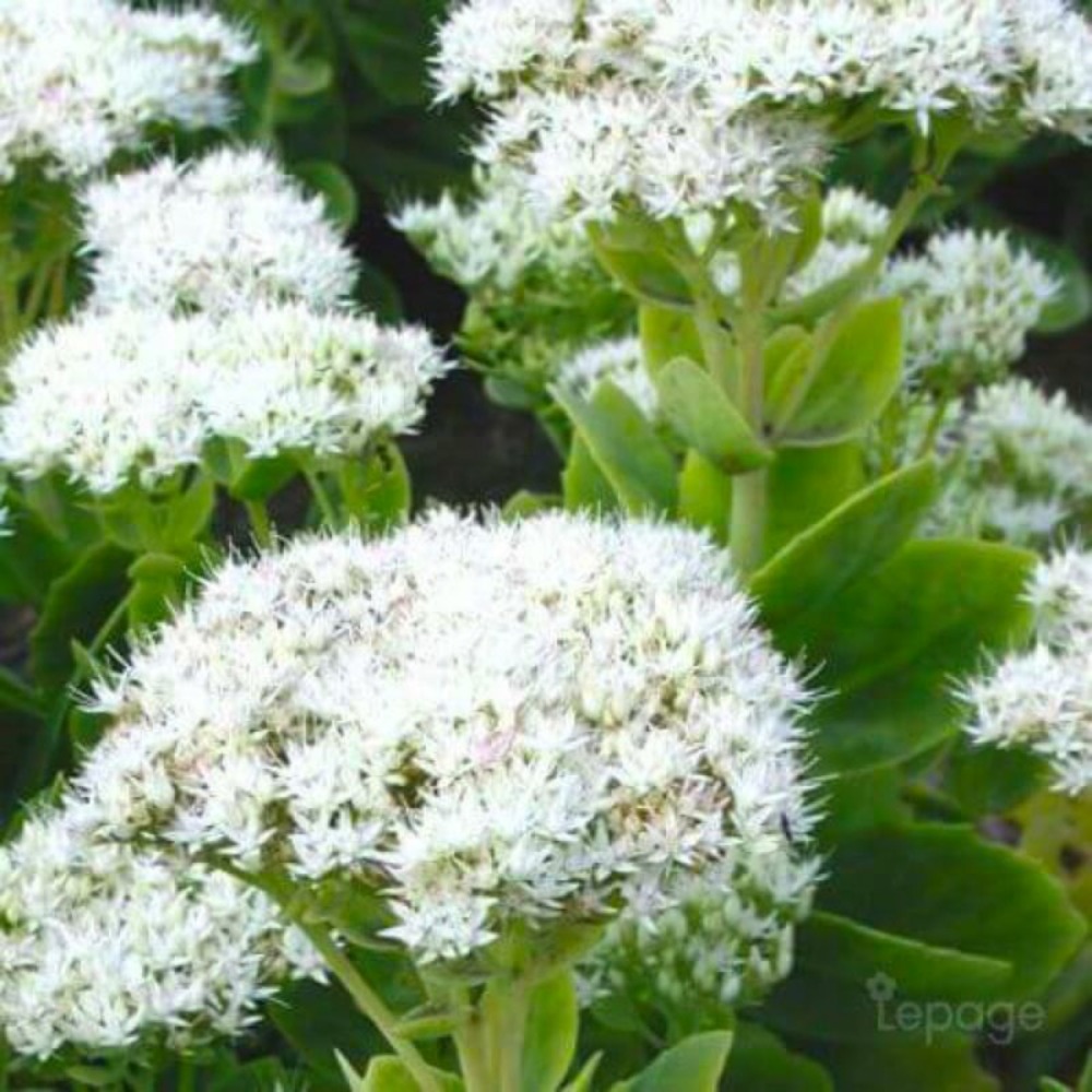 2 Orpins Remarquable 'Iceberg' (Sedum Spec…