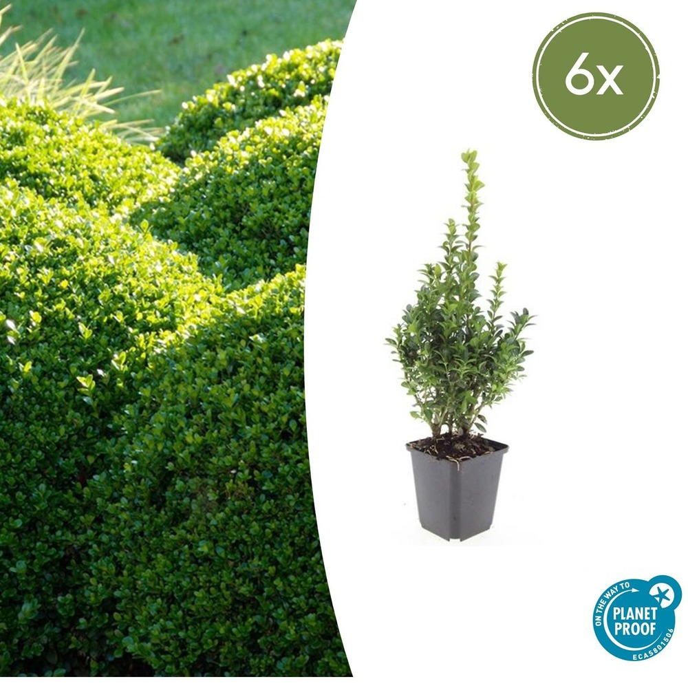 Lot de 40 - buis commun (buxus sempervirens) 'sempervirens'