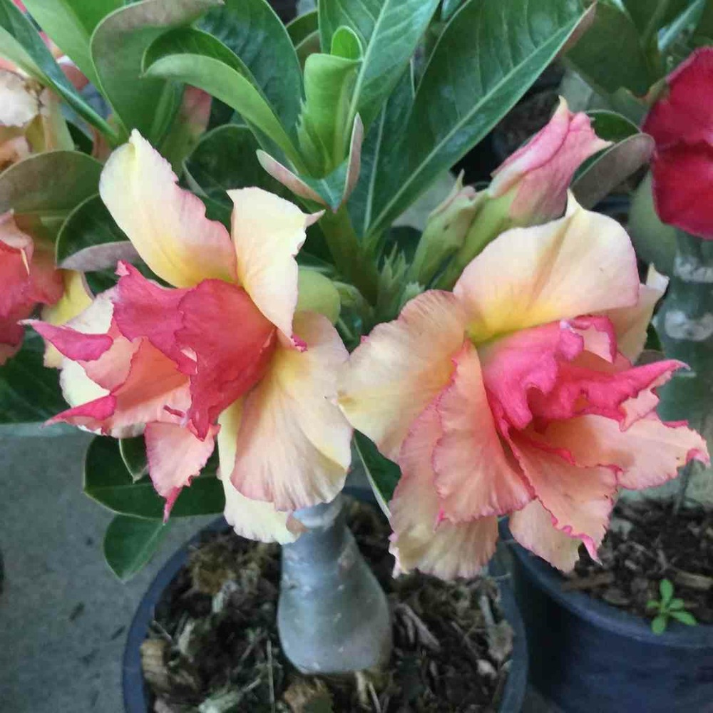 Adenium obesum cv.sherbet jaune et rouge taille caudex d'environ 300g