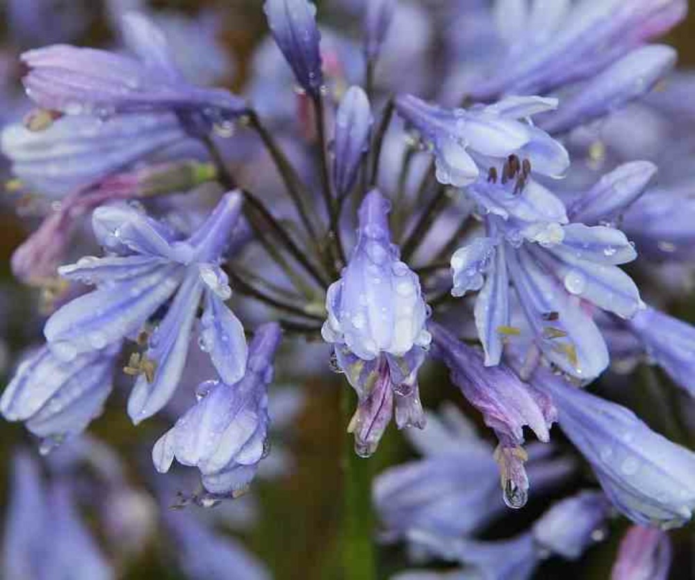 Agapanthe brume de lavande (agapanthe) couleur floraison:violet - pot de 5 litres - 30/40cm