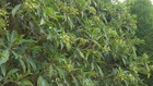 Hortensia grimpant serratifolia  Godet