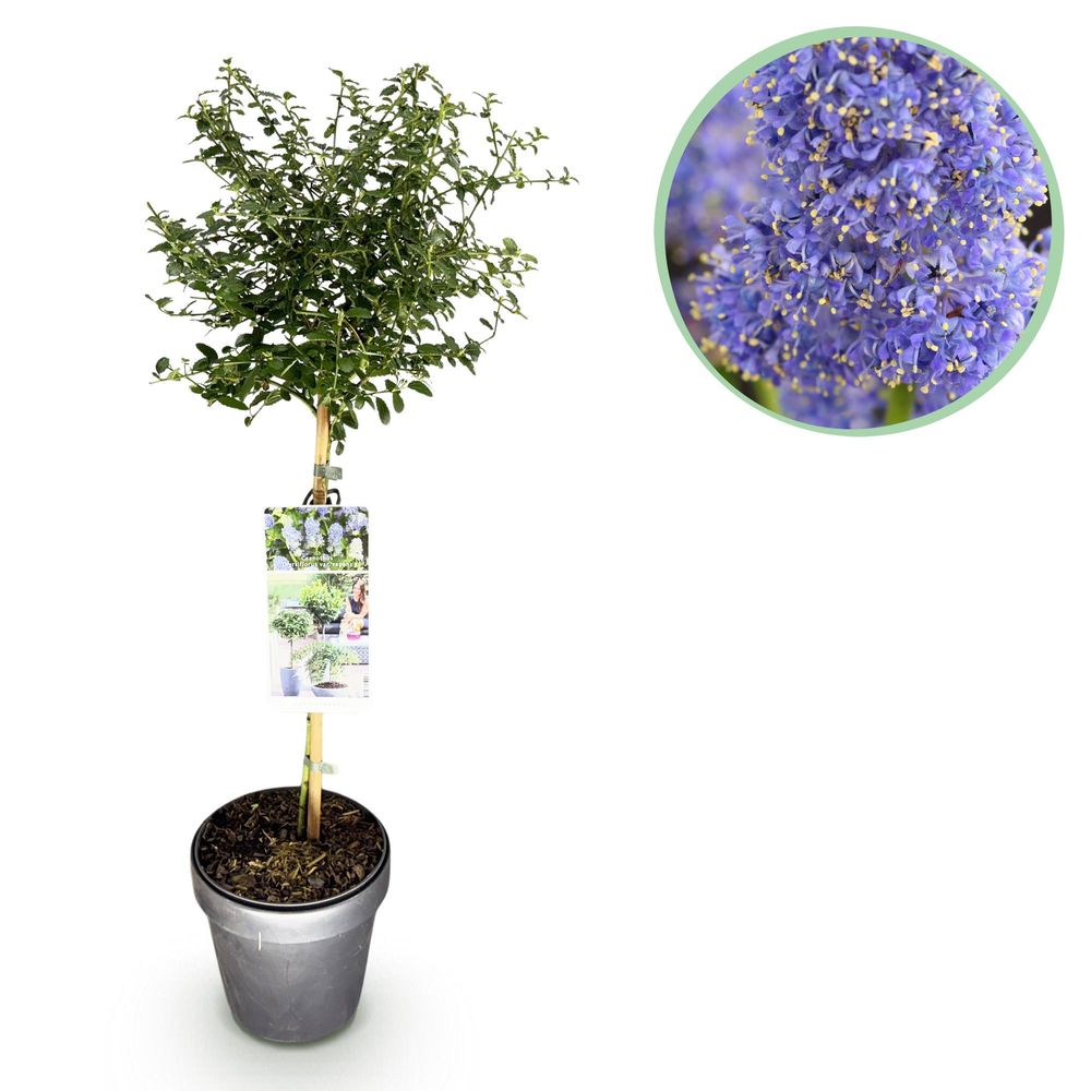 Céanothe repens - pot 19 cm - hauteur 90 cm - plante d'extérieur