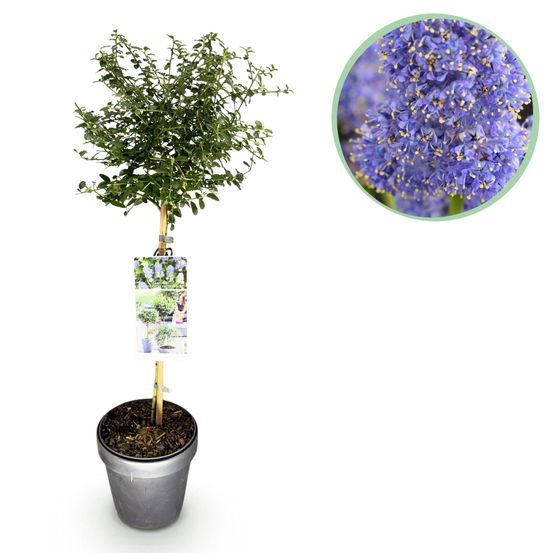 Céanothe repens - pot 19 cm - hauteur 90 cm - plante d'extérieur