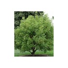 Ceratonia siliqua (caroubier) adulte  substitut au chocolat   vert - taille pot  350l- 200/250cm - peri 50/60
