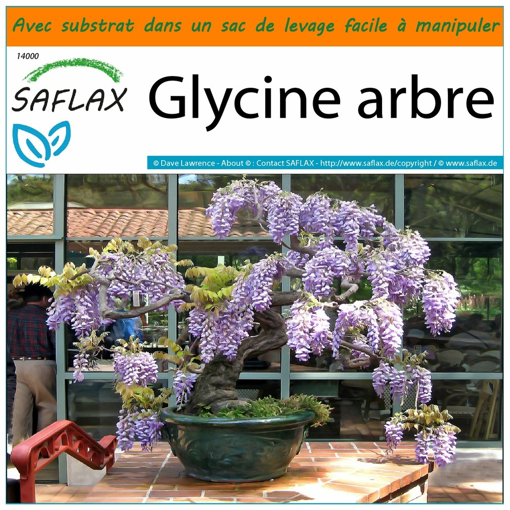 Garden in the bag - glycine arbre - 15 graines - bolusanthus speciosus