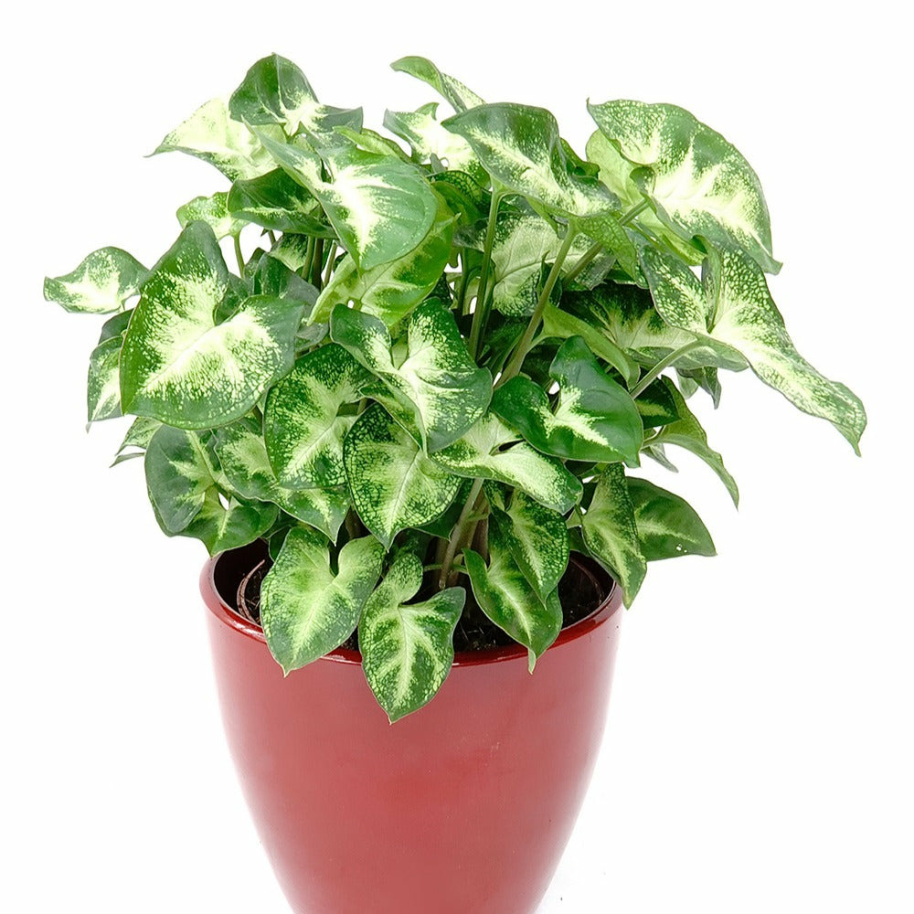 Syngonium pixie - le pot / ø 12cm / hauteur livrée environ 15cm