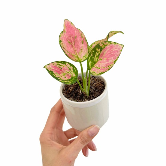 Aglaonema pink star - pot de 6cm