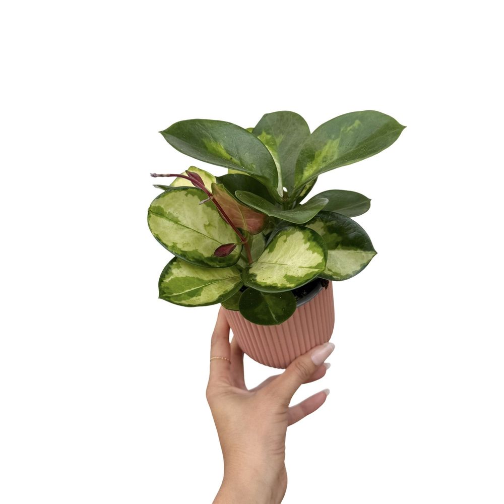 Hoya australis lisa - pot de 9cm - plantes d'intérieur